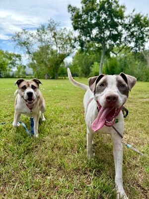 River Forest Fun Loving Best Friend thumbnail 13