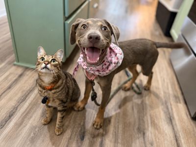 Dana Darling Family Dog thumbnail 2