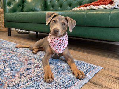 Dana Darling Family Dog thumbnail 5