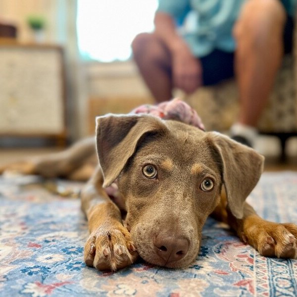 Dana Darling Family Dog, a Weimaraner dog