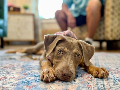 Dana Darling Family Dog thumbnail 1
