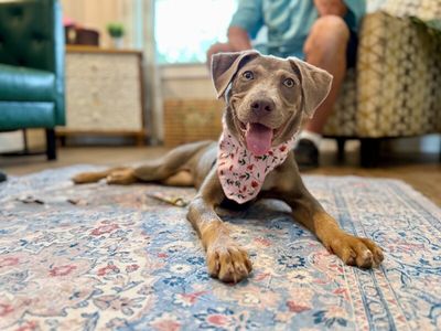 Dana Darling Family Dog thumbnail 9