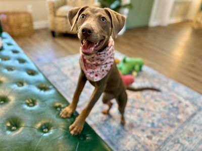 Dana Darling Family Dog thumbnail 13