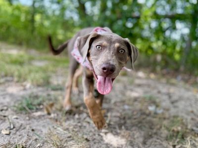 Dana Darling Family Dog thumbnail 10