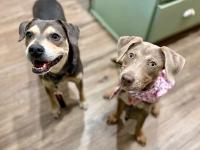 Dana Darling Family Dog thumbnail 4