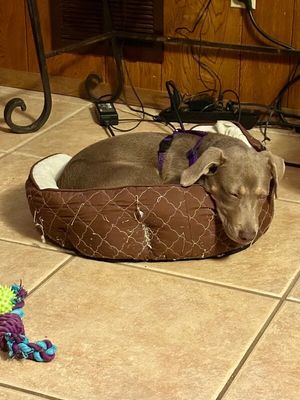 Dana Darling Family Dog thumbnail 14