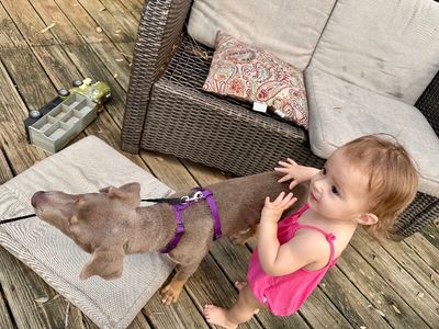 Dana Darling Family Dog thumbnail 7