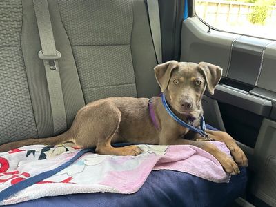 Dana Darling Family Dog thumbnail 8