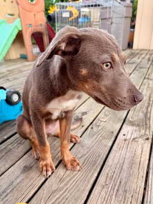 Dana Darling Family Dog thumbnail 12
