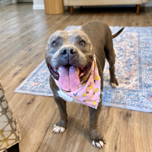 Bessie Moo Queen Of Cozy, a American Staffordshire Terrier dog