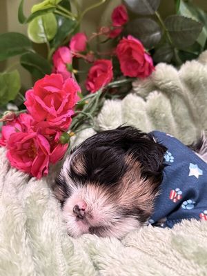 Cheddar Little Charmer thumbnail 8