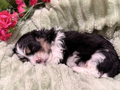 Cheddar Little Charmer thumbnail 3