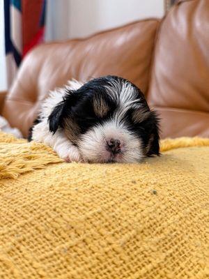 Cheddar Little Charmer thumbnail 1