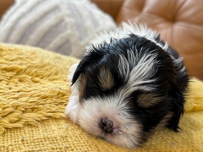 Cheddar Little Charmer thumbnail 2