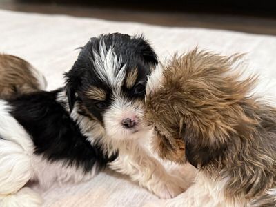 Cheddar Little Charmer thumbnail 4