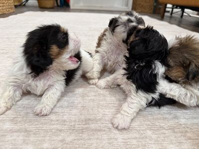 Cheddar Little Charmer thumbnail 5