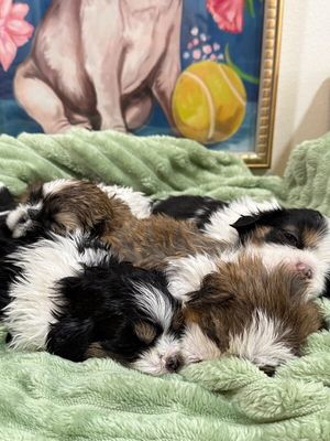 Cheddar Little Charmer thumbnail 7