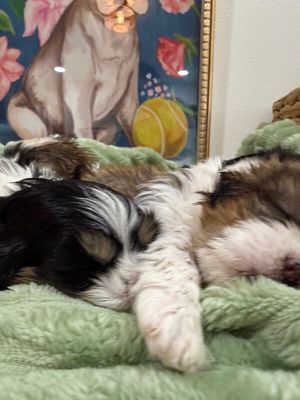 Cheddar Little Charmer thumbnail 6
