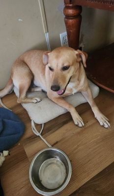 Sadie Mini Lab Bestie thumbnail 8