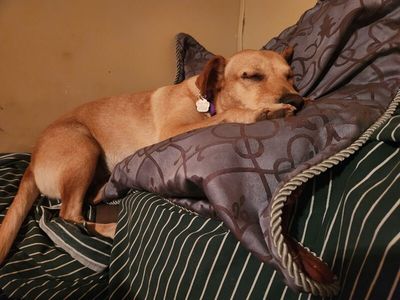 Sadie Mini Lab Bestie thumbnail 11