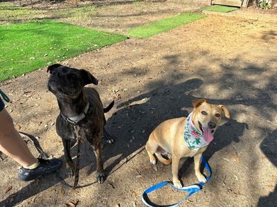 Sadie Mini Lab Bestie thumbnail 10