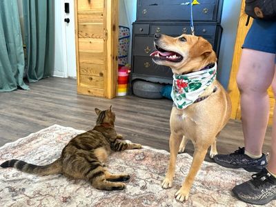 Sadie Mini Lab Bestie thumbnail 2