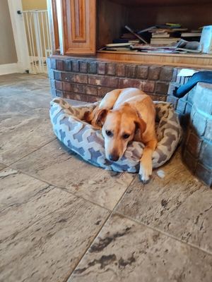 Sadie Mini Lab Bestie thumbnail 14