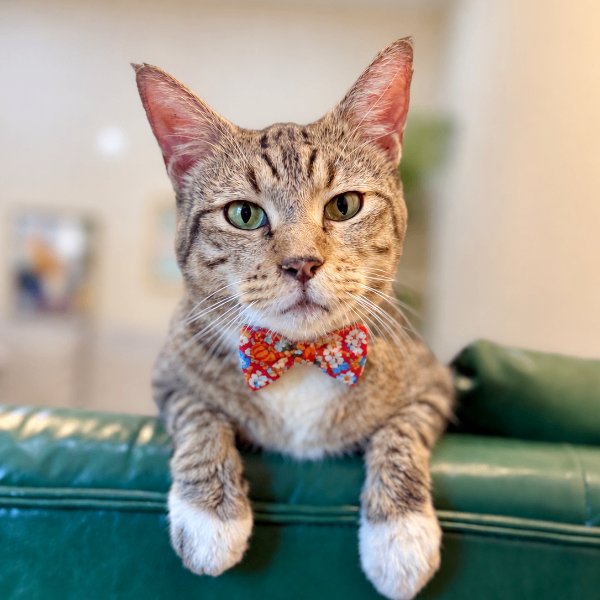 Casper Will Never Ghost You, a Domestic Short Hair cat available for adoption