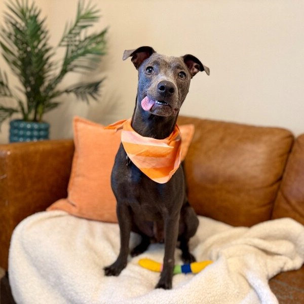 Archie Pocket Size Pal, a Miniature Pinscher dog