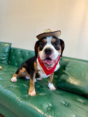 Bogey Boogaloo Full Package Cutie thumbnail 1