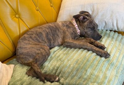 Miss Priss Sweet Little Sis thumbnail 11