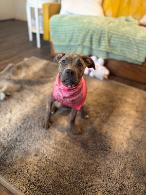 Miss Priss Sweet Little Sis thumbnail 9