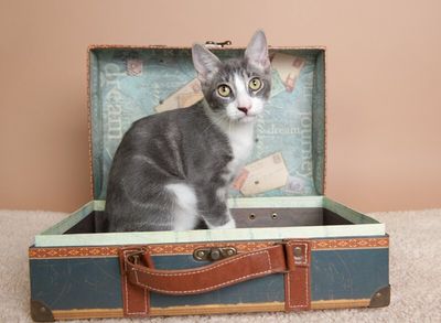 Fjord Viking thumbnail 7