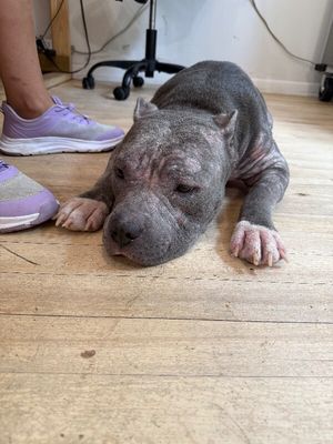 Opal June Queen of Sploots thumbnail 15