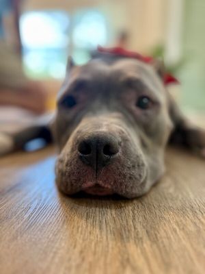 Opal June Queen of Sploots thumbnail 10