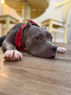 Opal June Queen of Sploots thumbnail 6