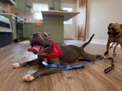 Opal June Queen of Sploots thumbnail 8
