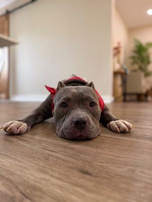 Opal June Queen of Sploots thumbnail 14