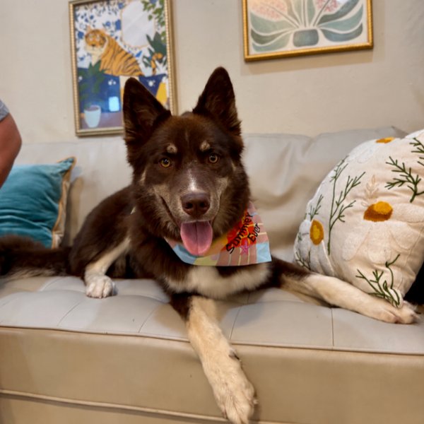 Jacob Joy Fun Loving Fluff Ball, a Husky dog