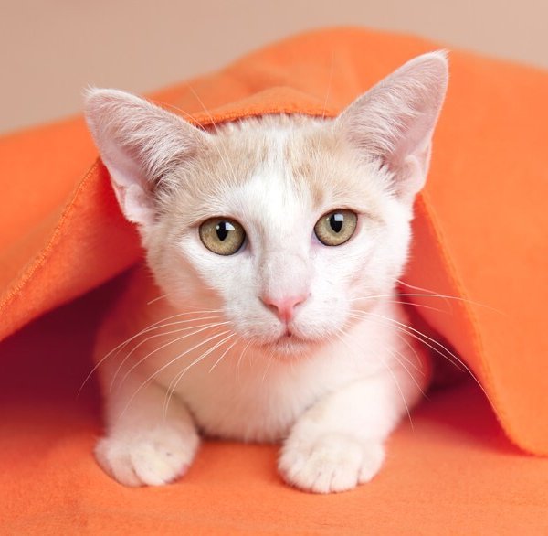 Krispin Noodles, a Mixed cat available for adoption