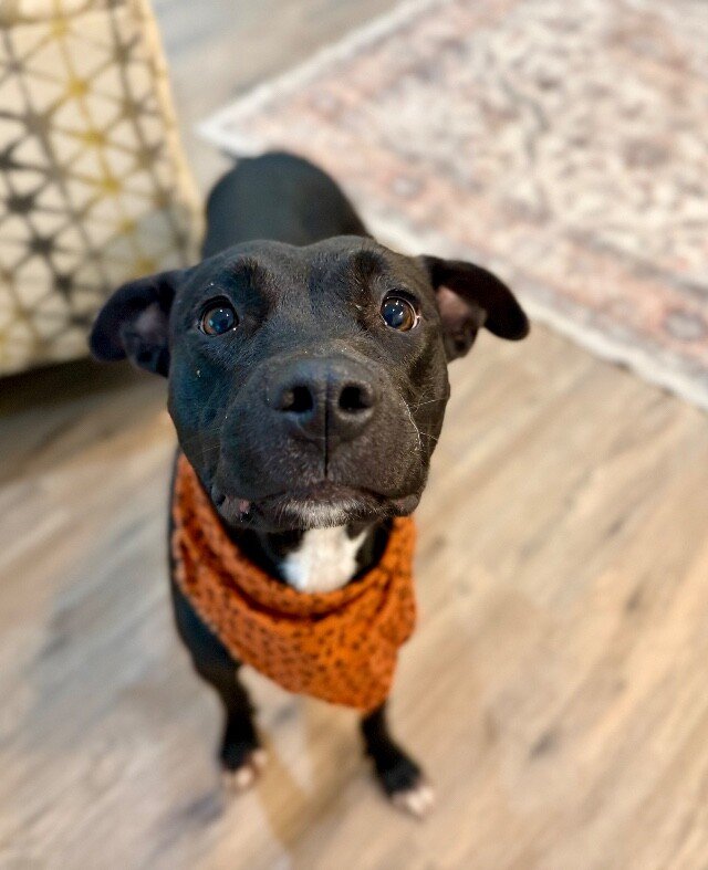 Willow Love Makes Life Sweeter