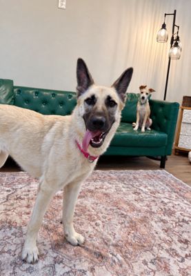 Rose Fancy The Goofy Good Girl thumbnail 10