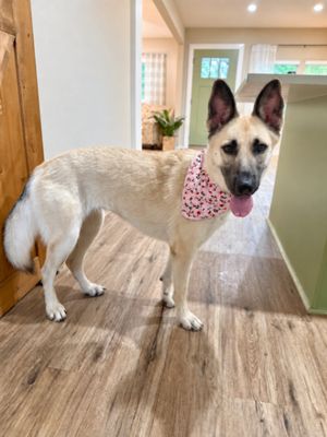 Rose Fancy The Goofy Good Girl thumbnail 4