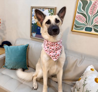 Rose Fancy The Goofy Good Girl thumbnail 9