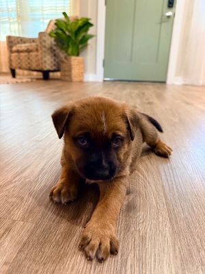 Brownie Bite Cutie thumbnail 3
