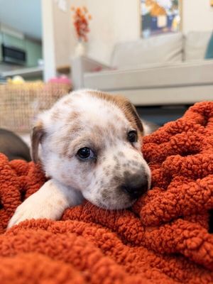 Churro Chip Cutie thumbnail 7