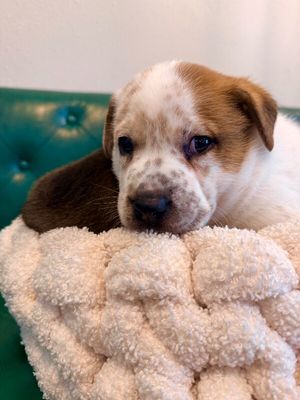 Churro Chip Cutie thumbnail 5