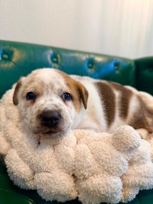 Churro Chip Cutie thumbnail 4
