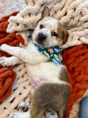 Churro Chip Cutie thumbnail 12