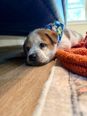 Churro Chip Cutie thumbnail 3